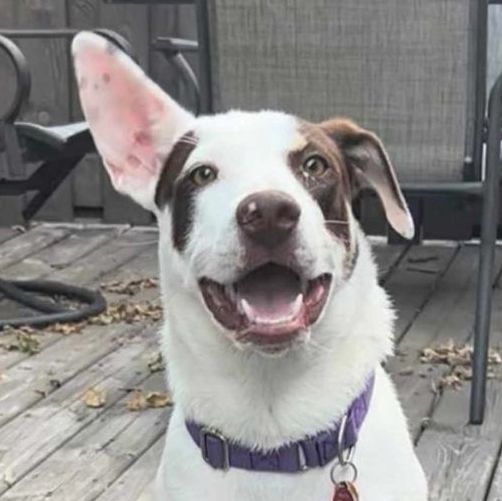 Casper, a Adoptable mixed breed in Minneapolis, MN image 4/5