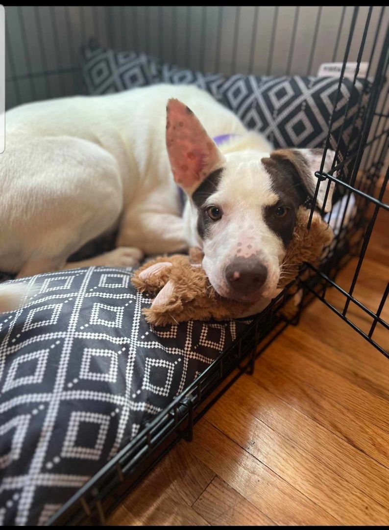 Casper, a Adoptable mixed breed in Minneapolis, MN image 5/5