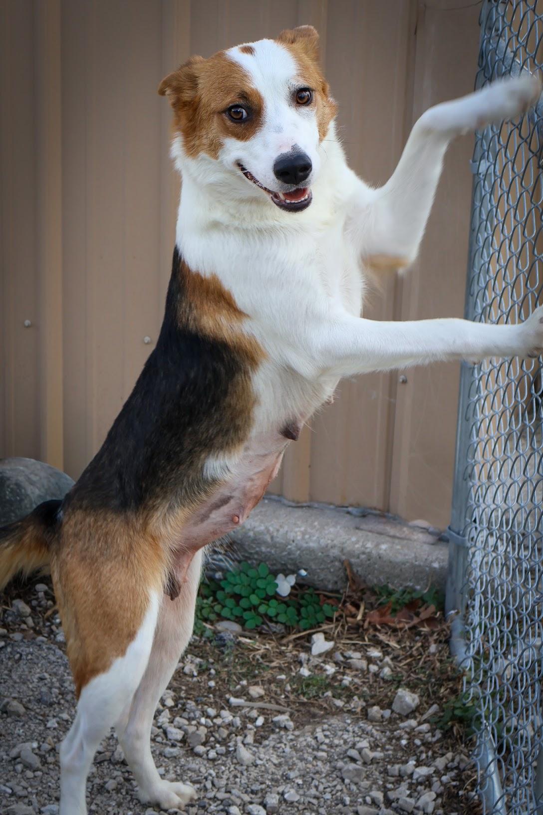 Enlarge Candy, a ADOPTABLE mixed breed in Hollister, MO image 3/4