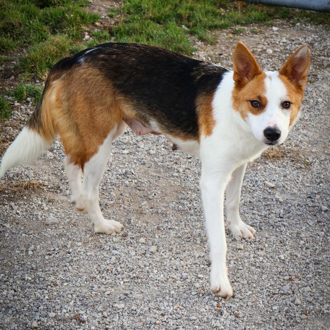 Enlarge Candy, a ADOPTABLE mixed breed in Hollister, MO image 1/4