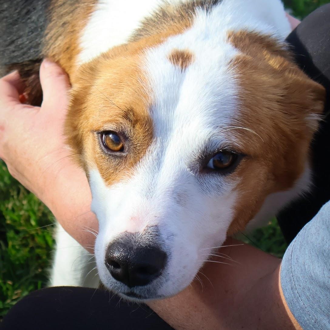 Enlarge Candy, a ADOPTABLE mixed breed in Hollister, MO image 4/4