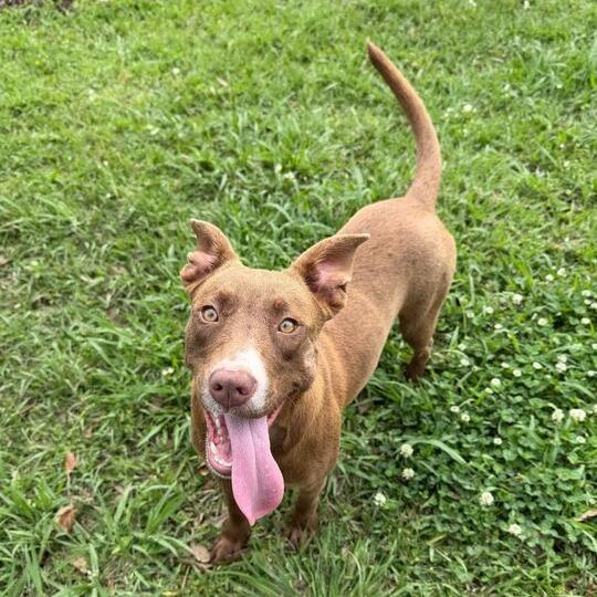 Brenda, Adoptable, Adult Female Labrador Retriever.