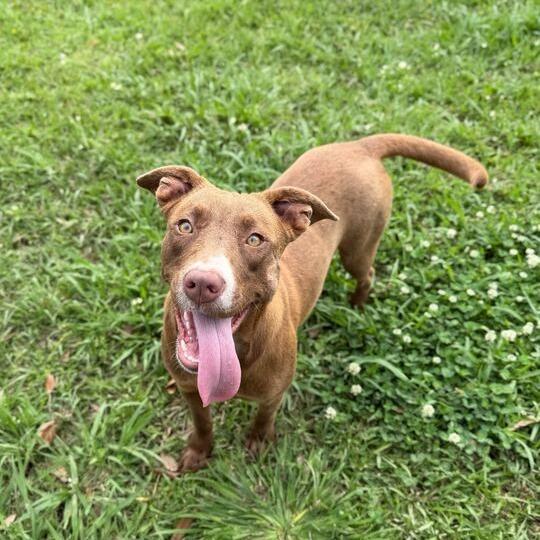 Enlarge Brenda, a Adoptable mixed breed in Carencro, LA image 2/3