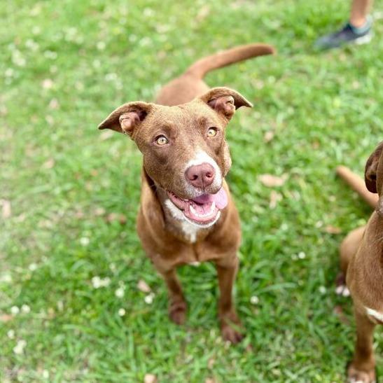 Enlarge Brenda, a Adoptable mixed breed in Carencro, LA image 3/3