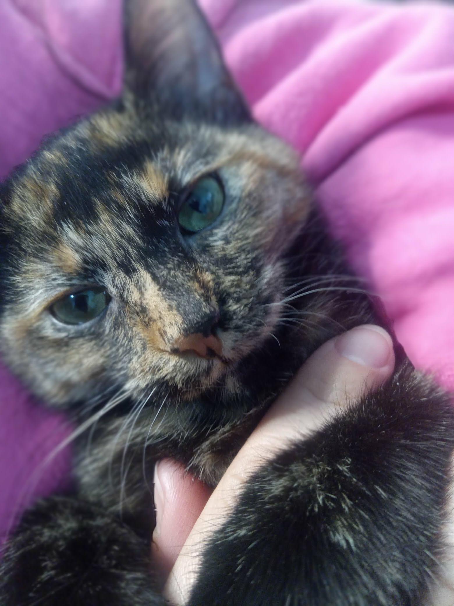Enlarge Fat Baby, a Adoptable mixed breed in Madison , WI image 5/5