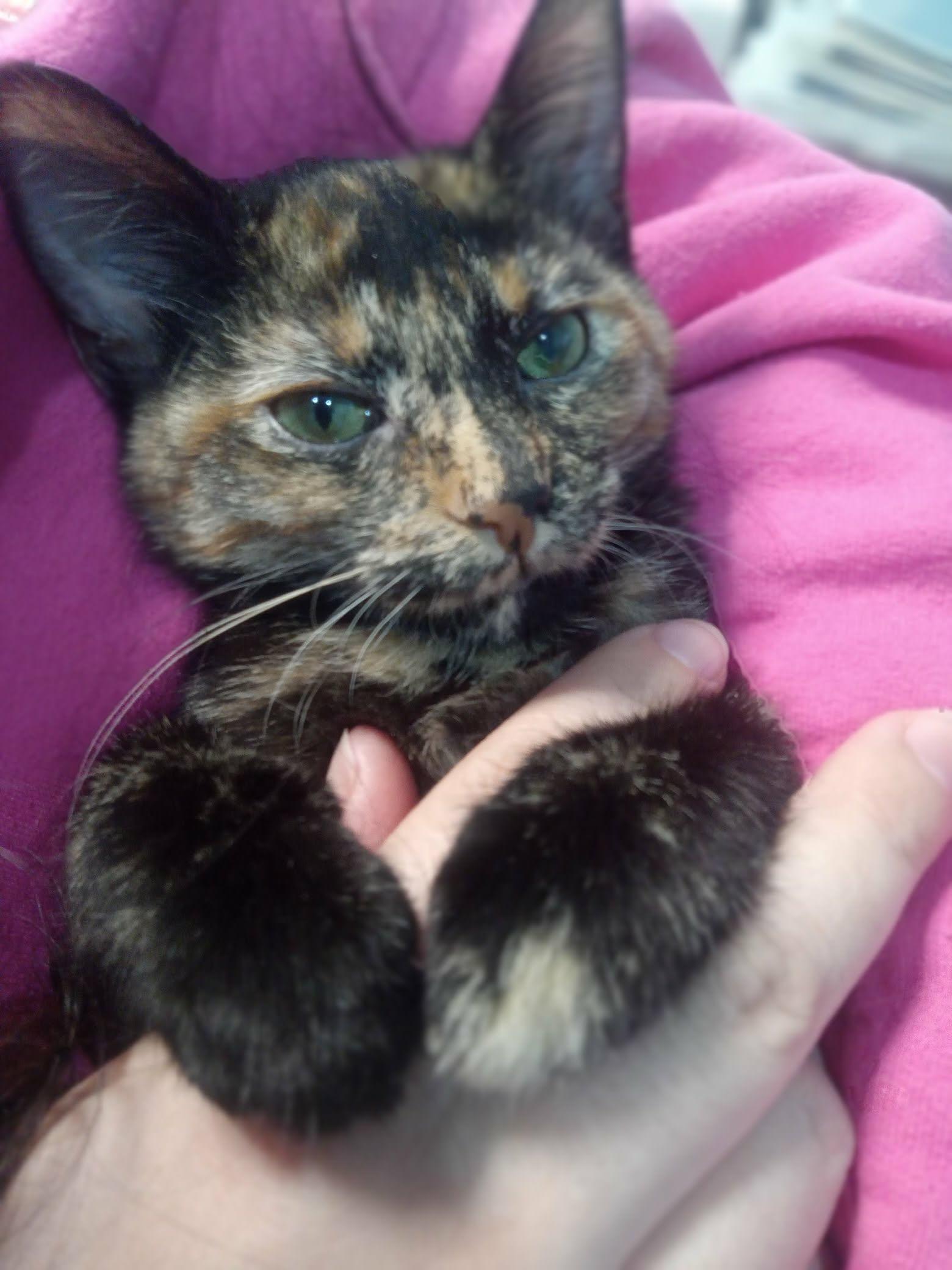 Enlarge Fat Baby, a Adoptable mixed breed in Madison , WI image 3/5