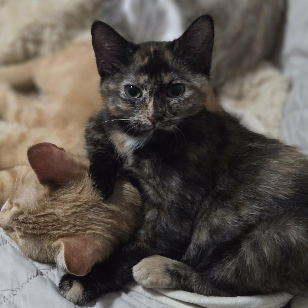 Enlarge Fat Baby, a Adoptable mixed breed in Madison , WI image 1/5
