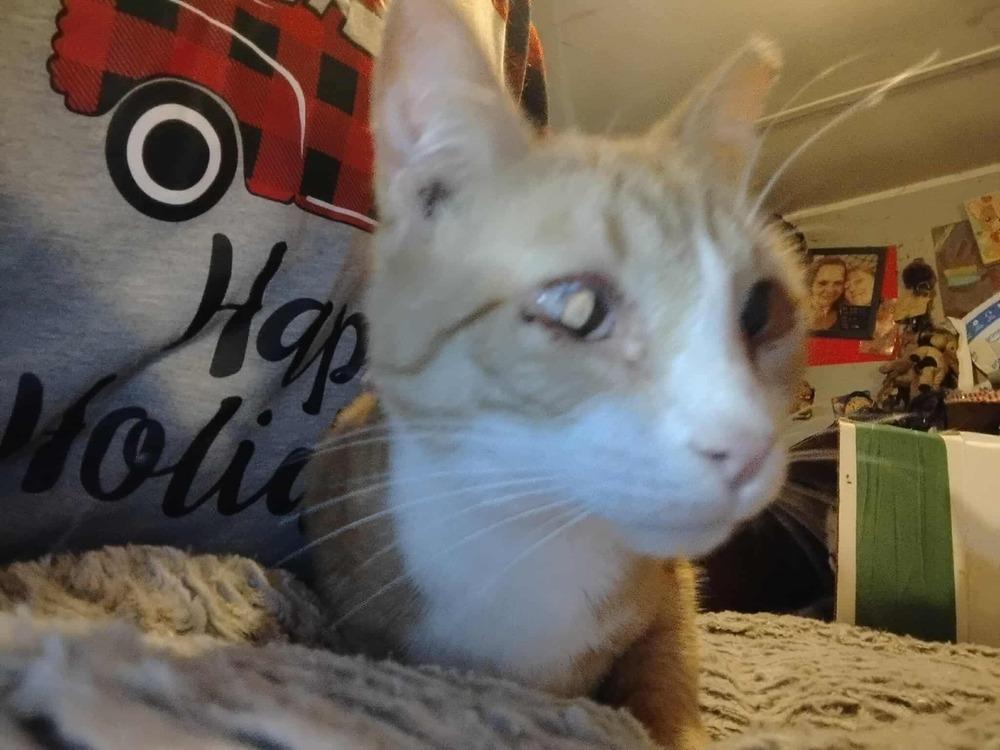 Oranges, Adoptable, Young Female Domestic Short Hair.