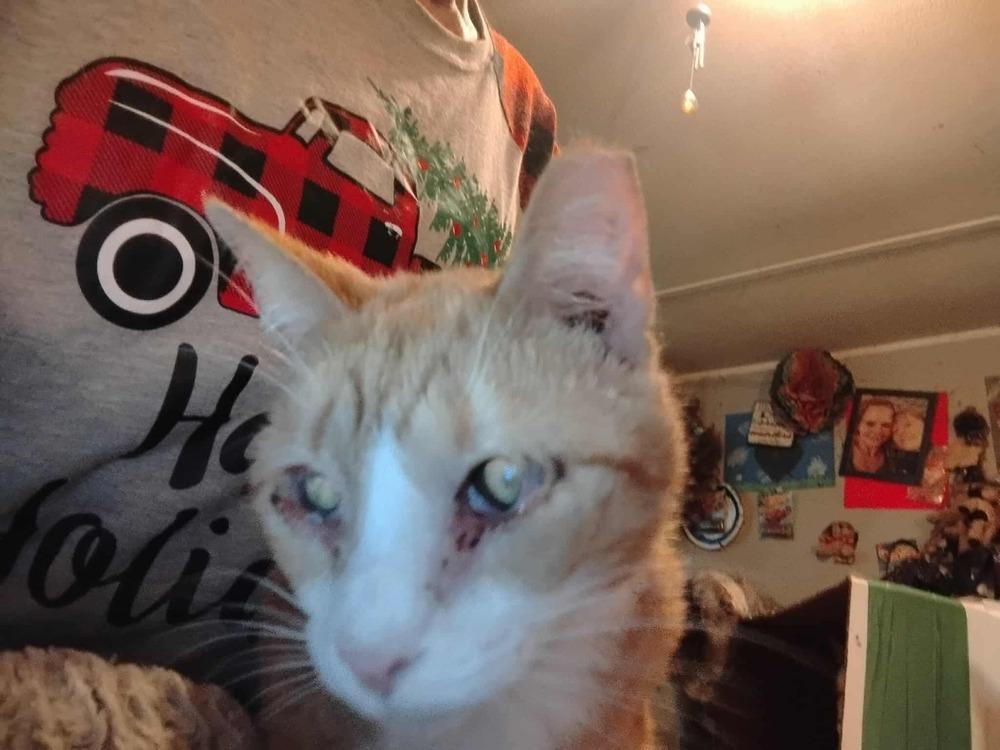 Enlarge Oranges, a Adoptable Domestic Short Hair in Kannapolis, NC image 2/3