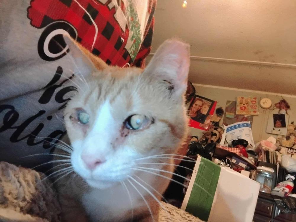 Enlarge Oranges, a Adoptable Domestic Short Hair in Kannapolis, NC image 3/3