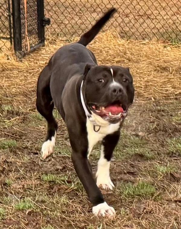 Enlarge Big Snort, a Adoptable mixed breed in Millersville, MD image 1/4