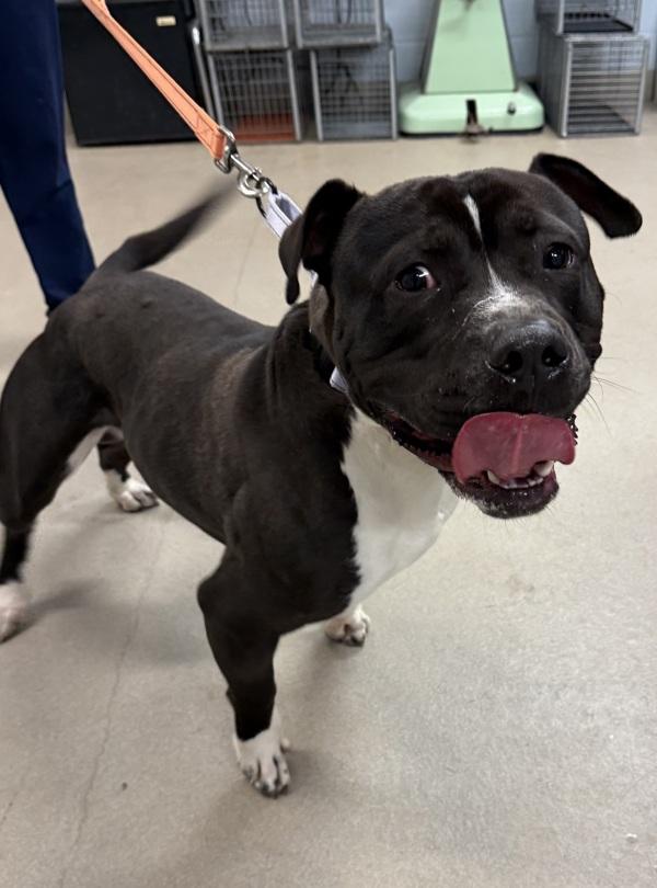 Enlarge Big Snort, a Adoptable mixed breed in Millersville, MD image 2/4