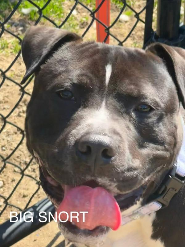 Enlarge Big Snort, a Adoptable mixed breed in Millersville, MD image 3/4