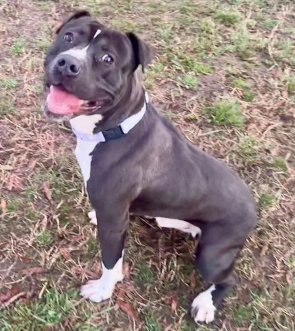 Enlarge Big Snort, a Adoptable mixed breed in Millersville, MD image 4/4