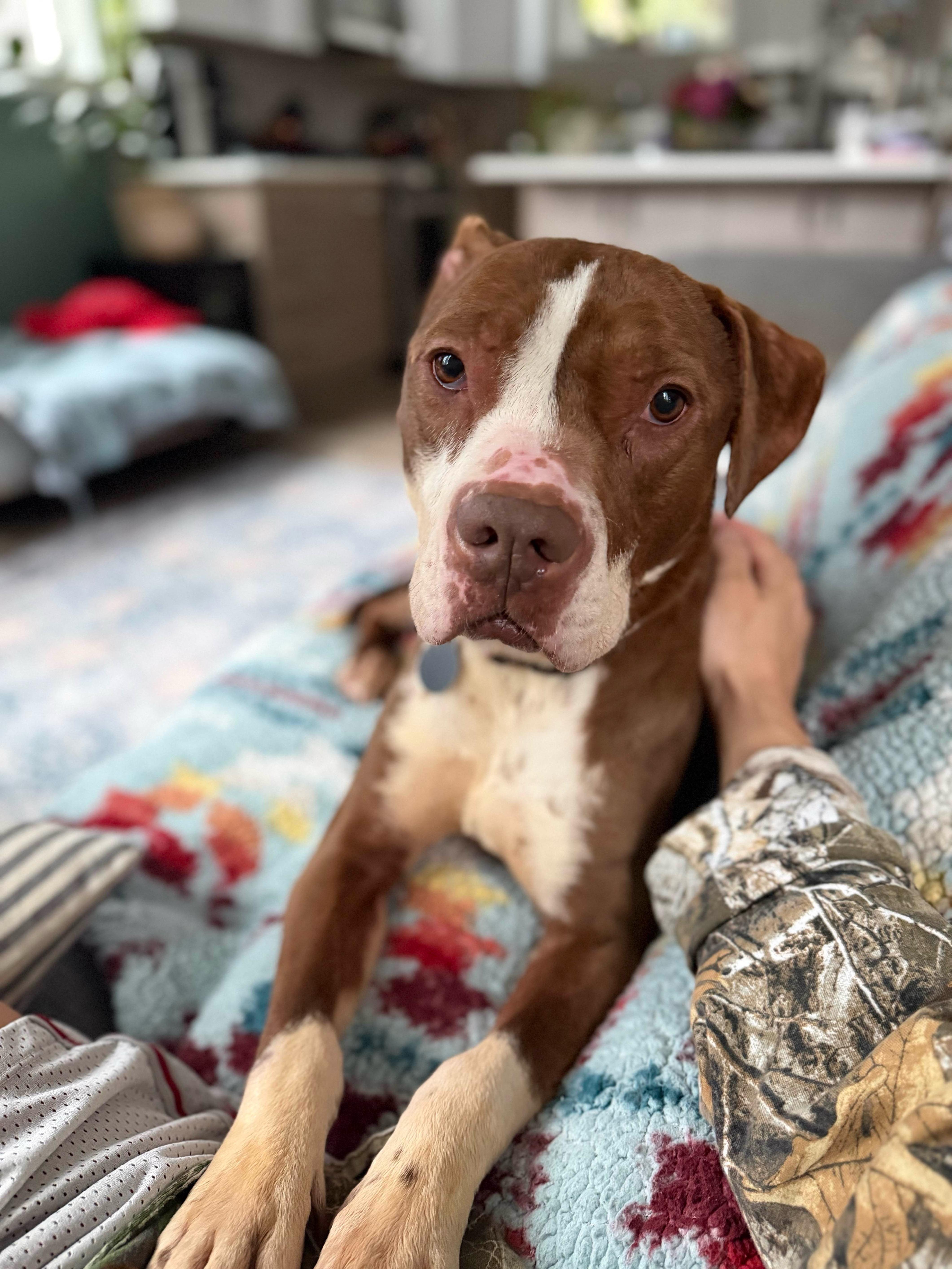 Enlarge Delilah, a Adoptable mixed breed in lynnwood , WA image 3/6