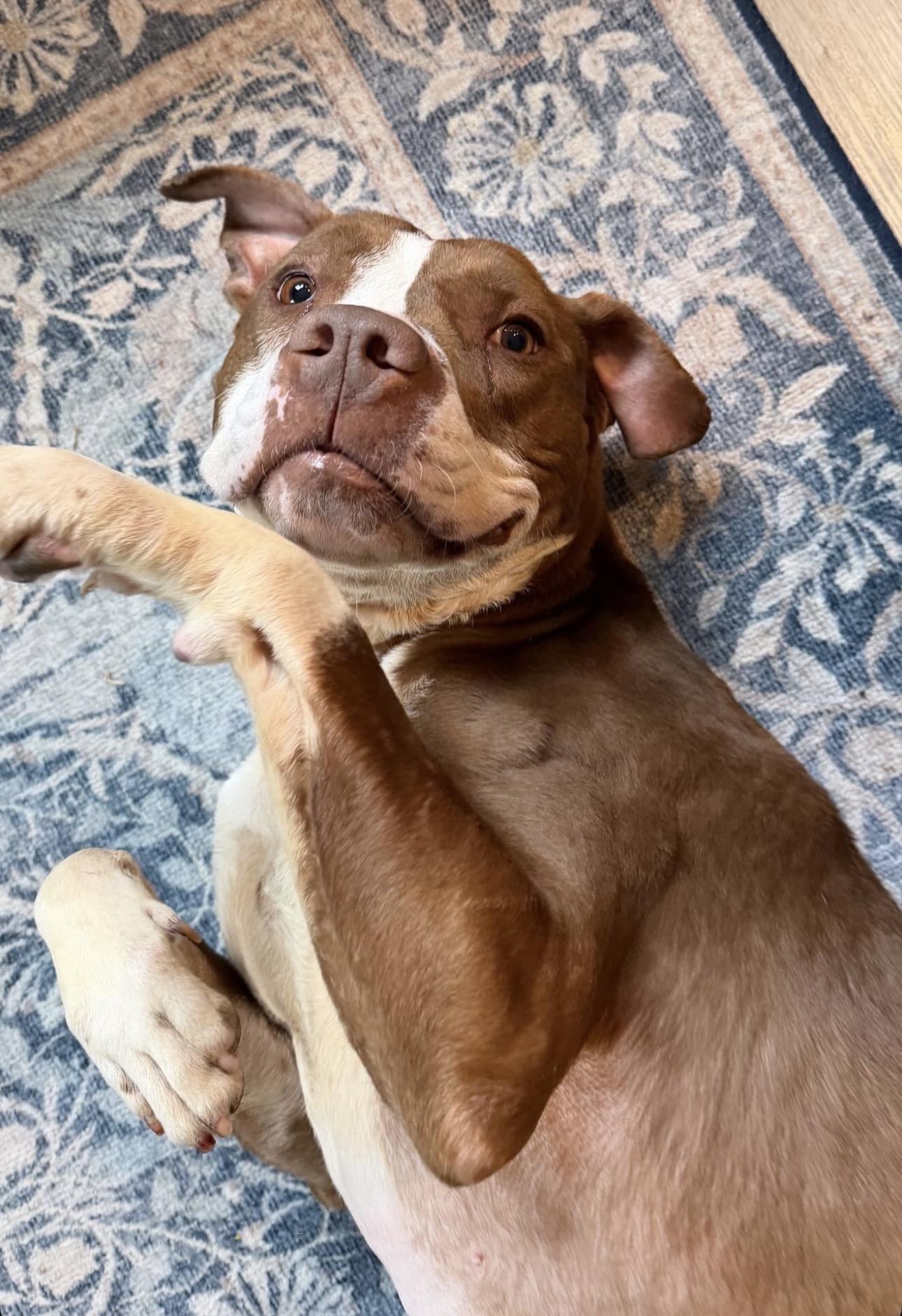 Enlarge Delilah, a Adoptable mixed breed in lynnwood , WA image 6/6