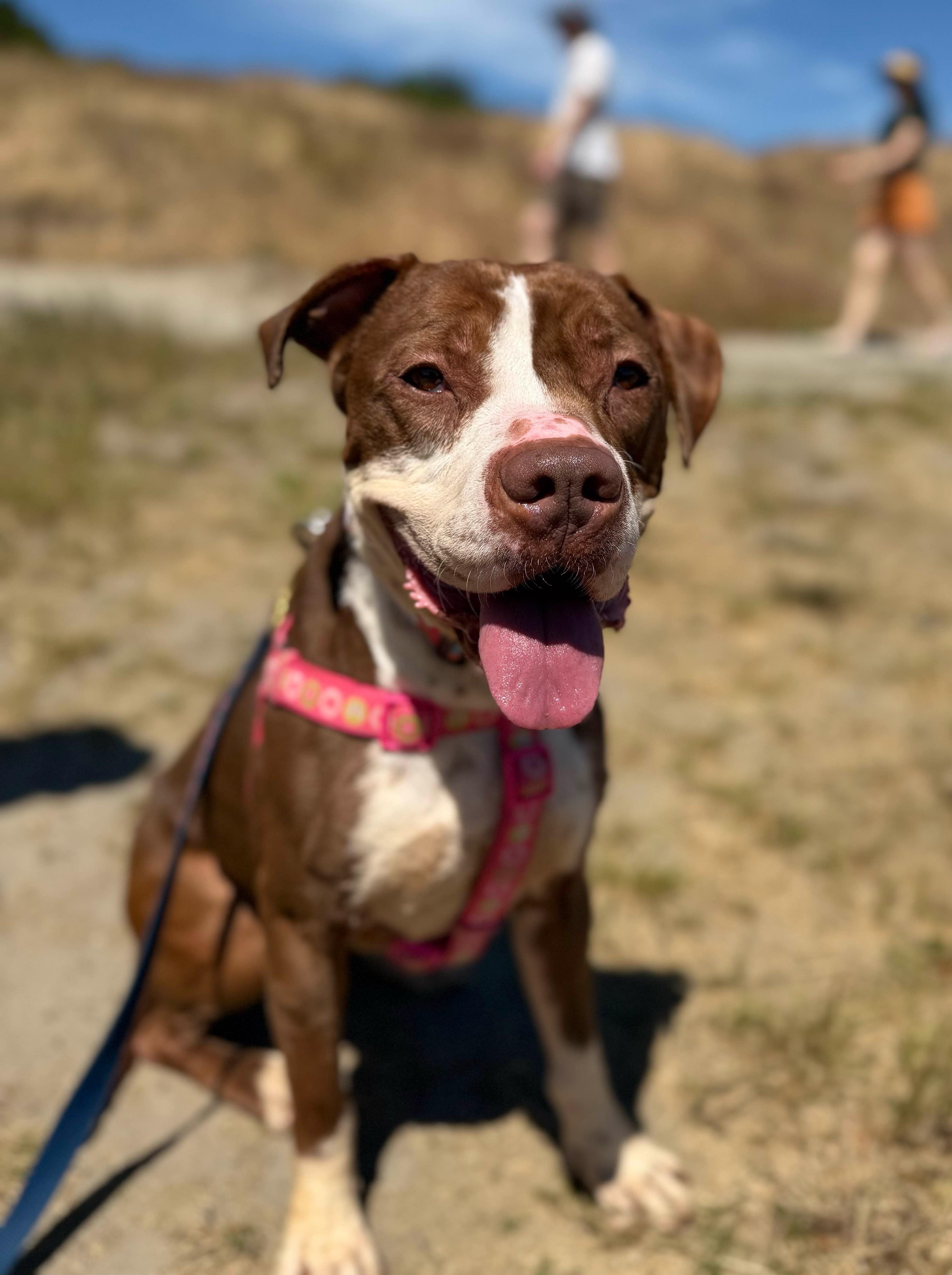 Enlarge Delilah, a Adoptable mixed breed in lynnwood , WA image 2/6