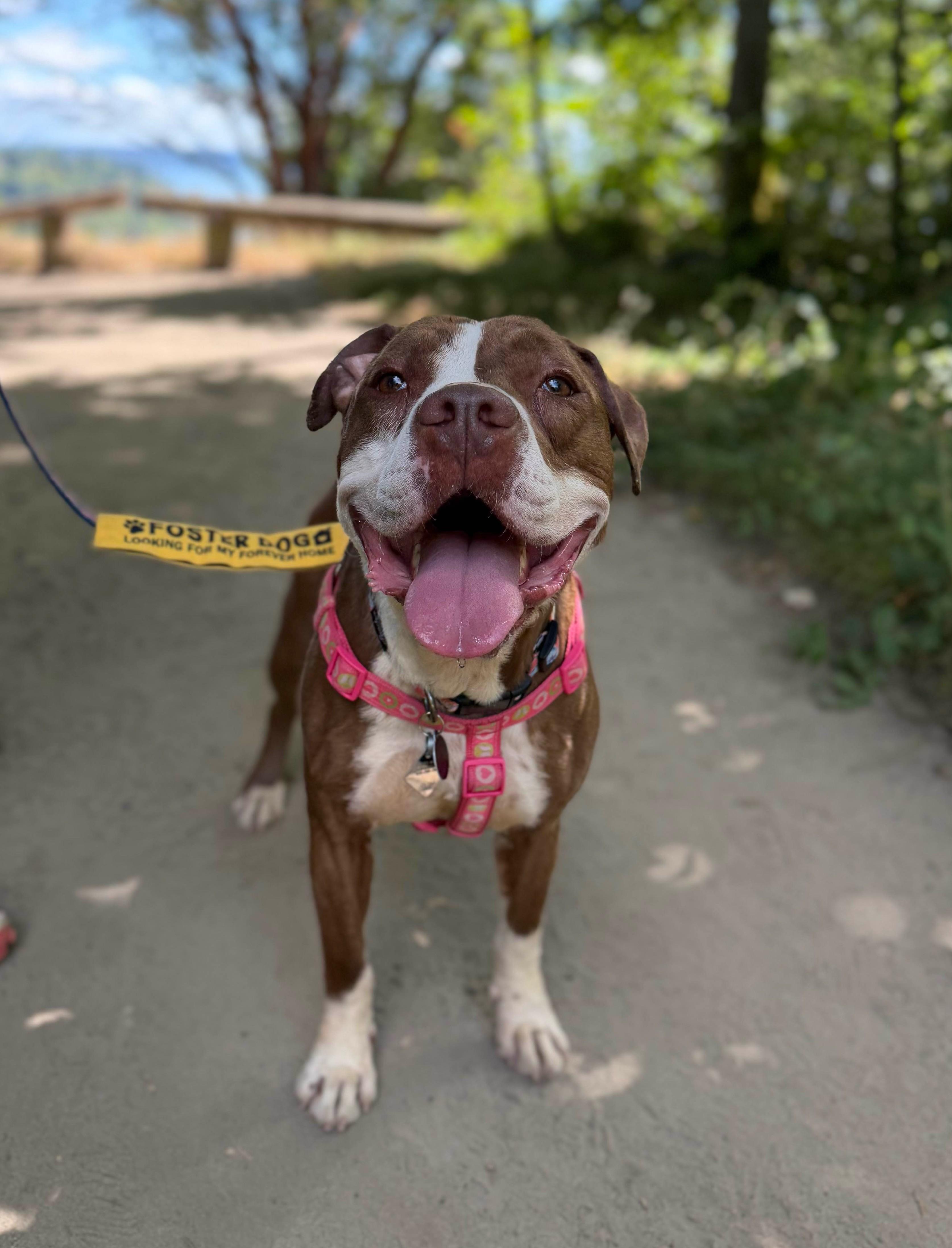Enlarge Delilah, a Adoptable mixed breed in lynnwood , WA image 4/6