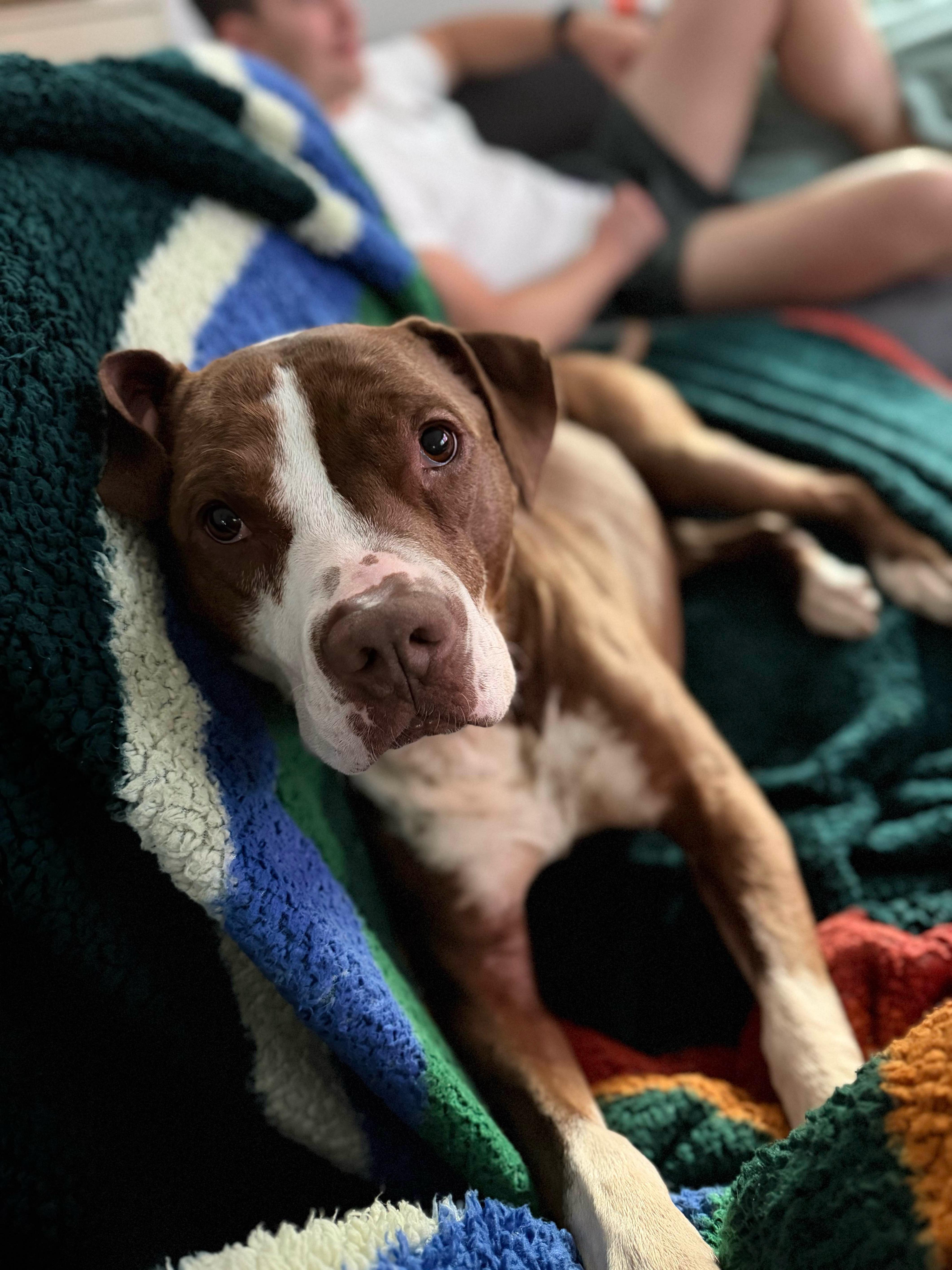 Enlarge Delilah, a Adoptable mixed breed in lynnwood , WA image 1/6
