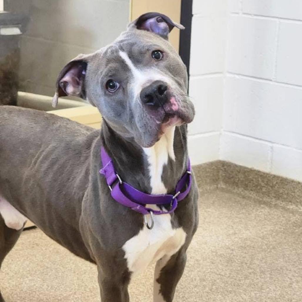 Enlarge Kudo, a Adoptable mixed breed in League City, TX image 1/6