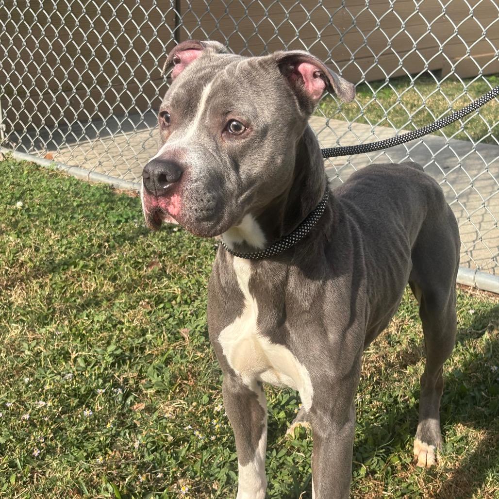 Enlarge Kudo, a Adoptable mixed breed in League City, TX image 3/6