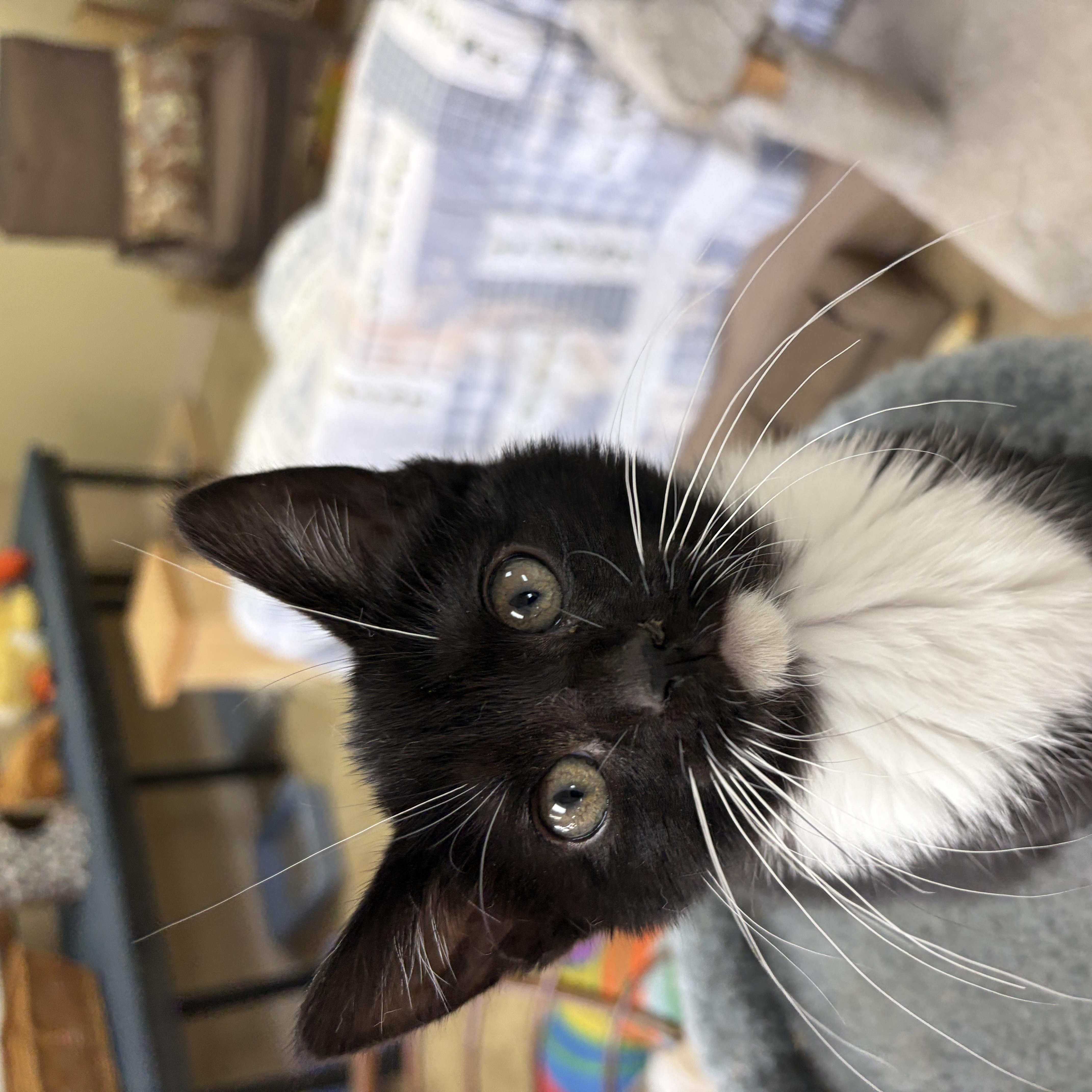 Enlarge La Toya, a Adopted Domestic Short Hair in Neillsville, WI image 5/5