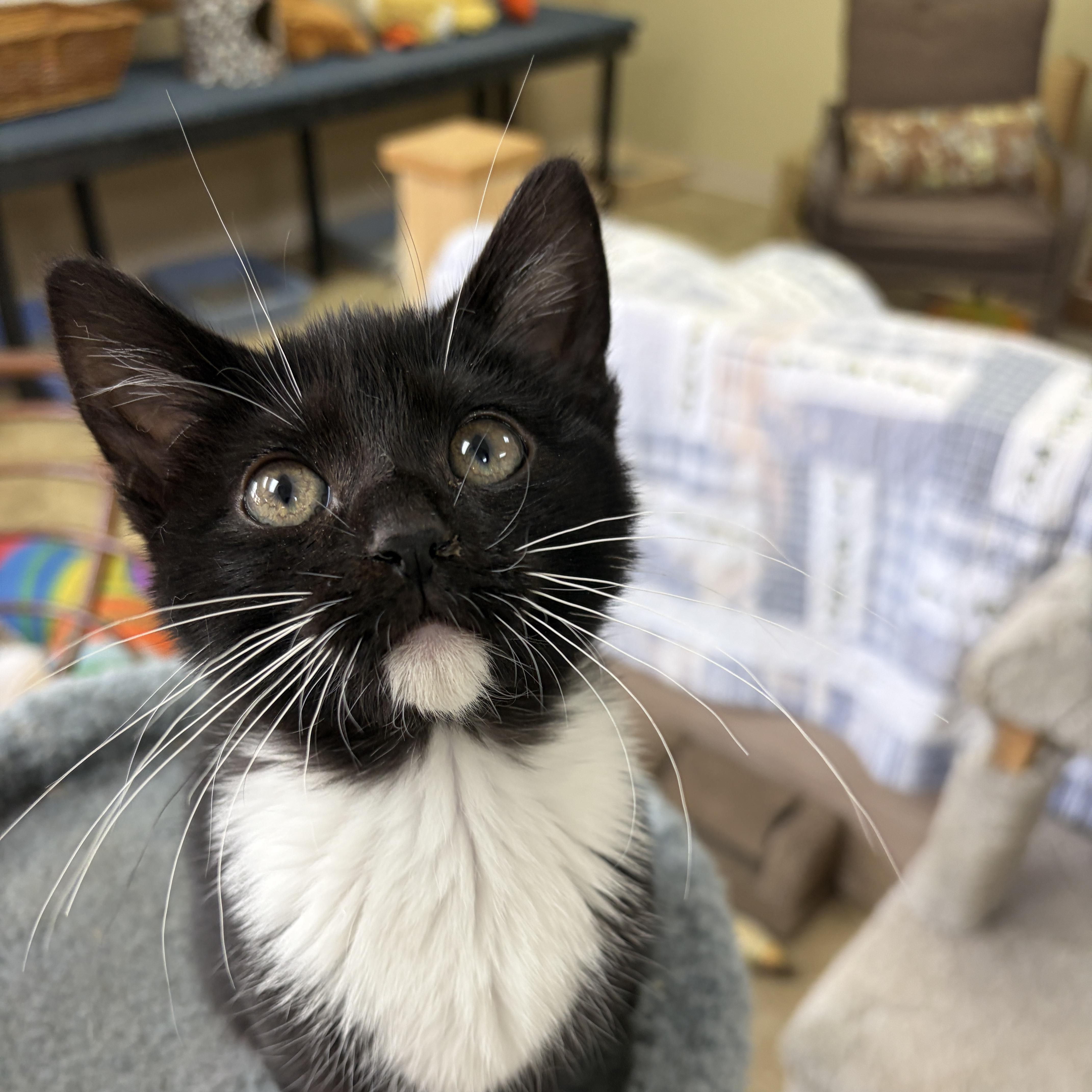 La Toya, Adopted, Kitten Female Domestic Short Hair.