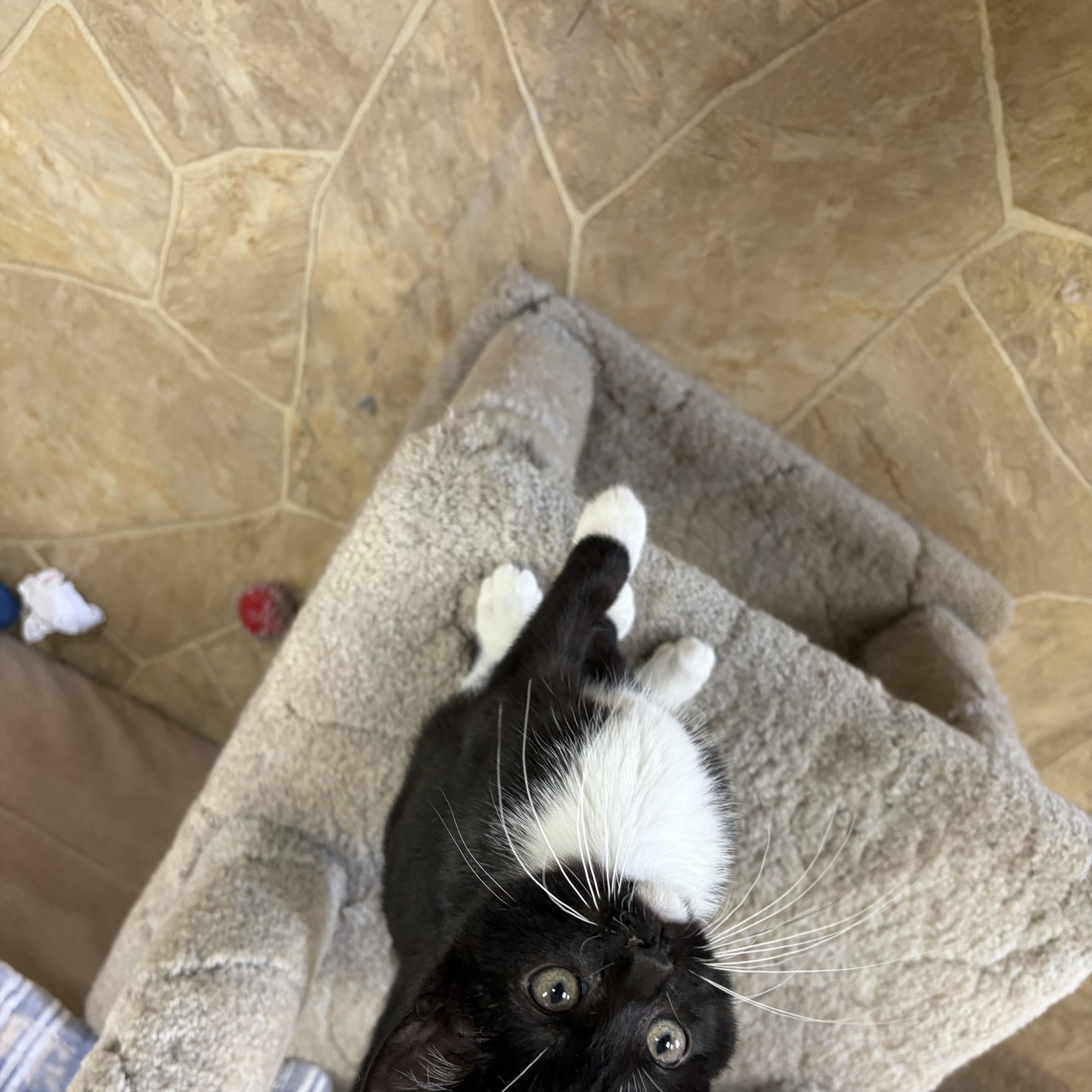 Enlarge La Toya, a Adopted Domestic Short Hair in Neillsville, WI image 4/5