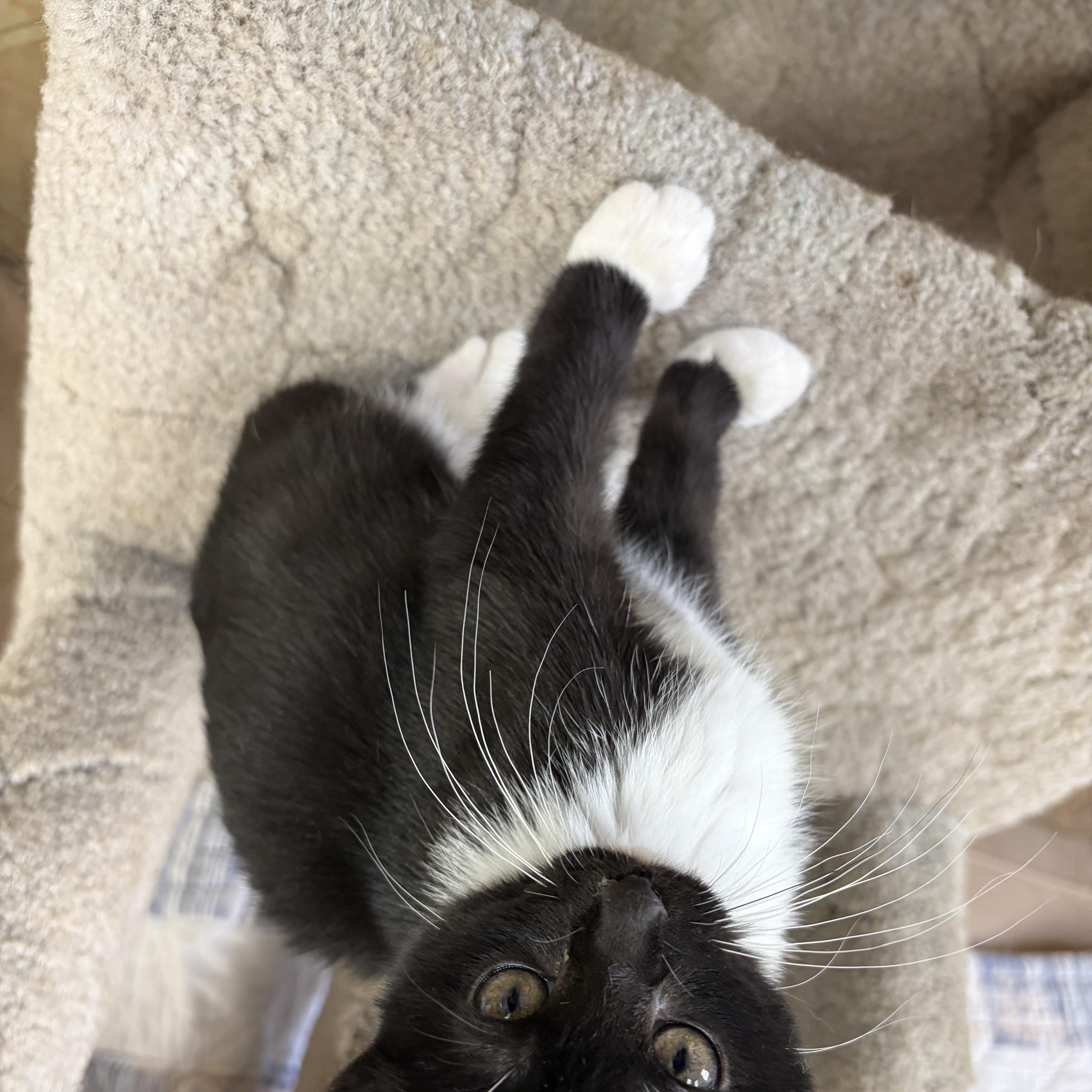 Enlarge La Toya, a Adopted Domestic Short Hair in Neillsville, WI image 3/5