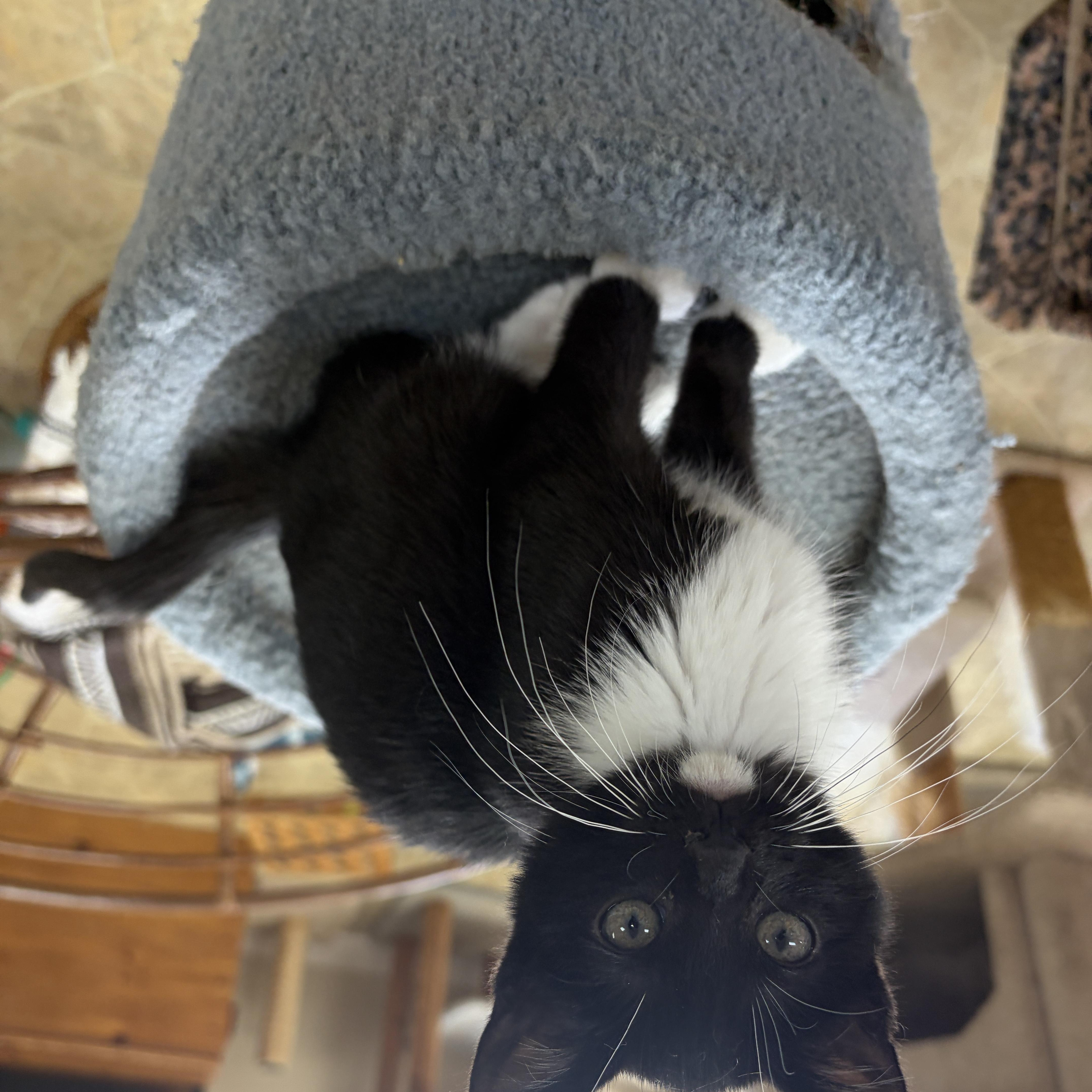 Enlarge La Toya, a Adopted Domestic Short Hair in Neillsville, WI image 2/5