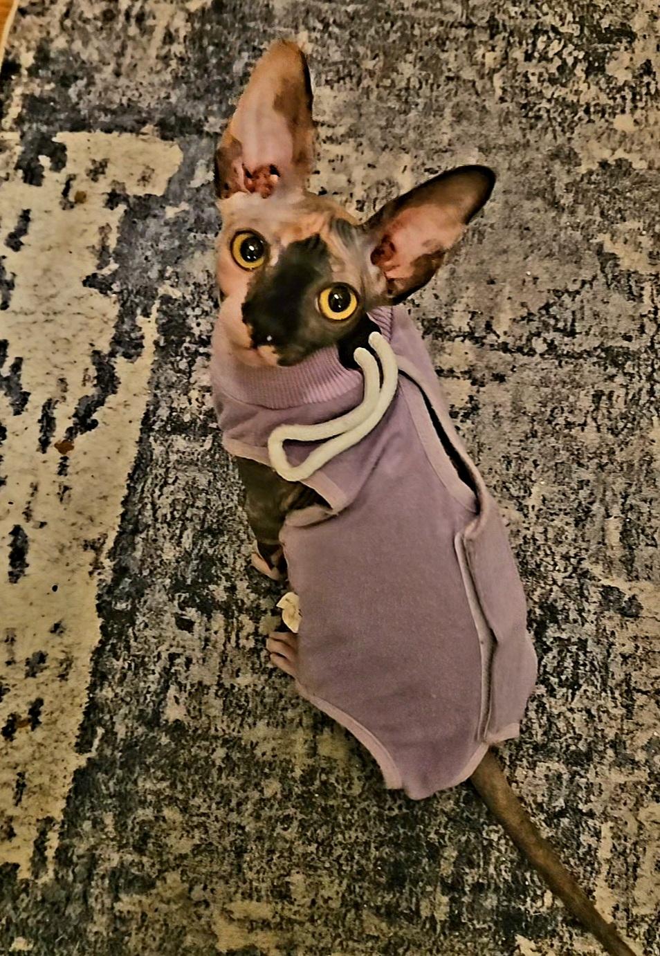 Enlarge Lissa, a Adopted Sphynx / Hairless Cat in La Puente, CA image 1/1