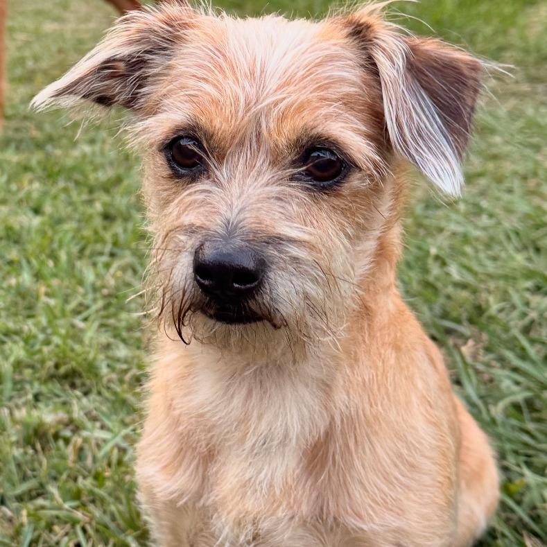 Charlie, Adoptable, Senior Male Shih Tzu & Terrier.