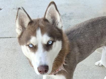 Enlarge Scarlet, an adopted Mixed Breed in Georgetown, TX image 3/3