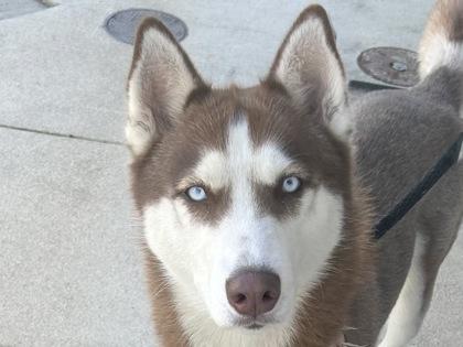 Scarlet, adopted, Adult Female Mixed Breed.