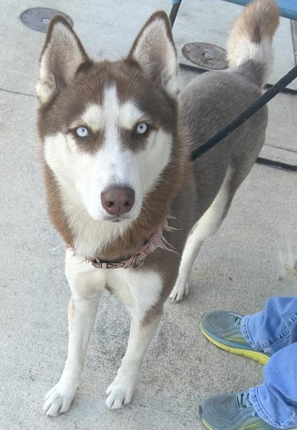 Enlarge Scarlet, an adopted Mixed Breed in Georgetown, TX image 2/3