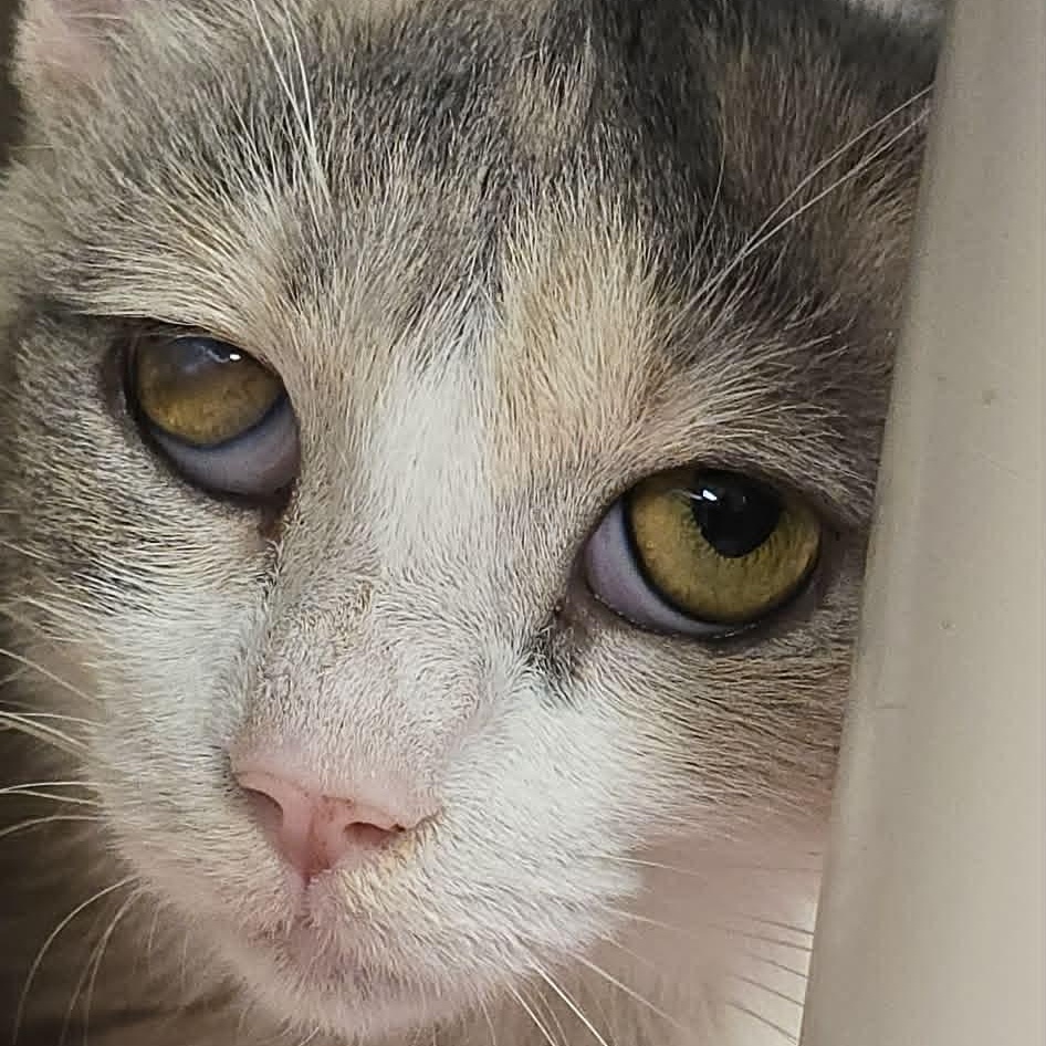 Elf, adoptable, Young Female Domestic Short Hair.