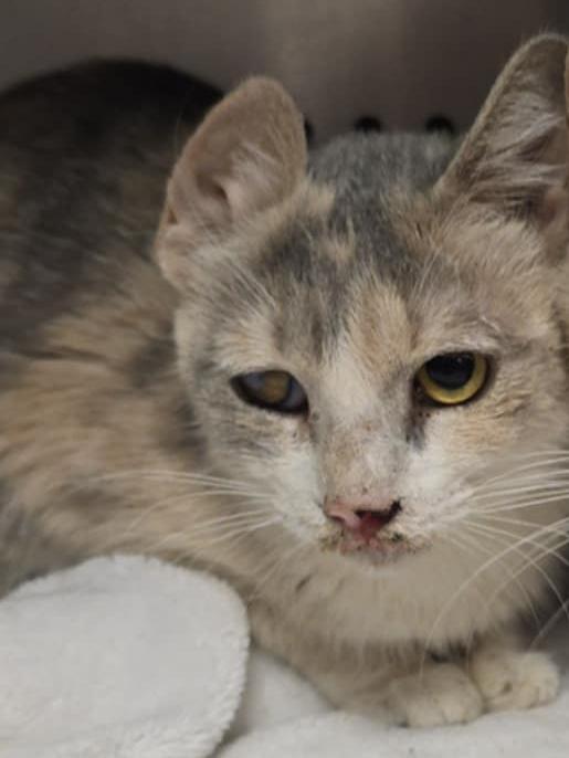 Enlarge Elf, an adoptable Domestic Short Hair in Orange, VA image 1/1