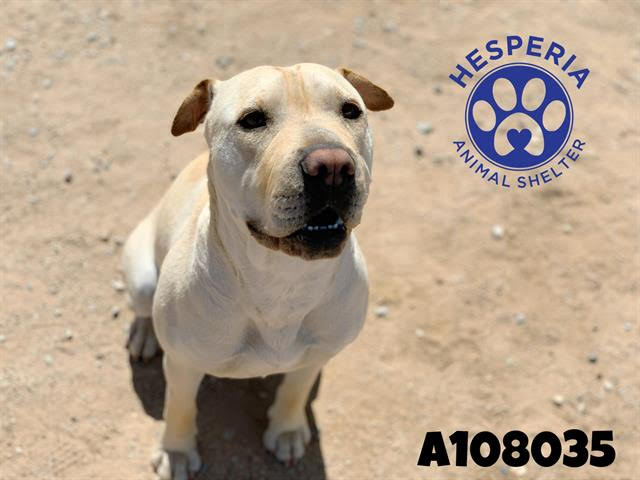 Enlarge Macy, a Adoptable Shar-Pei in Marina del Rey, CA image 1/4