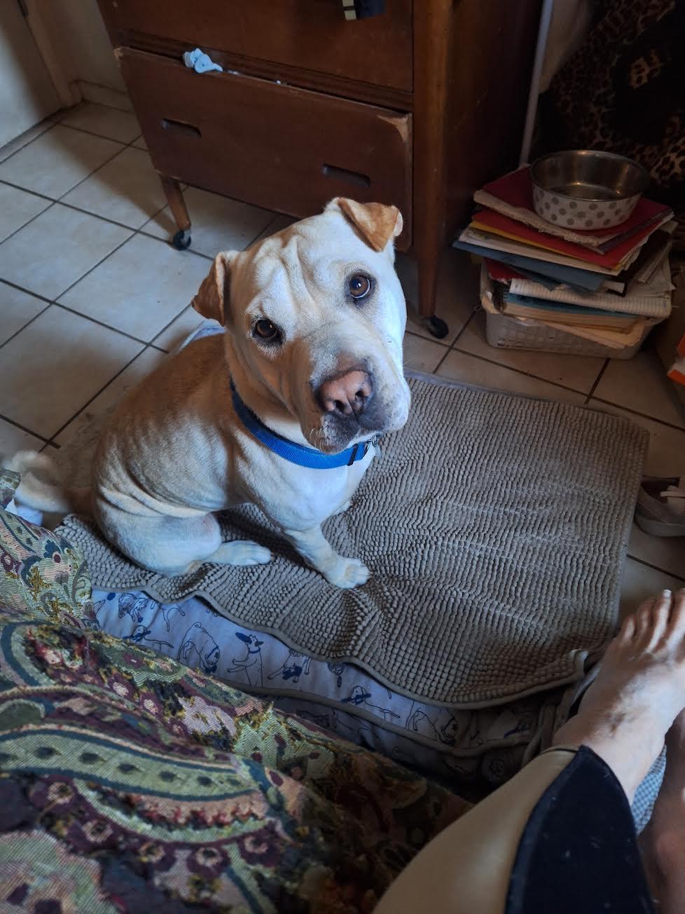 Enlarge Macy, a Adoptable Shar-Pei in Marina del Rey, CA image 2/4