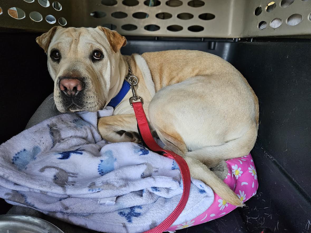 Enlarge Macy, a Adoptable Shar-Pei in Marina del Rey, CA image 3/4