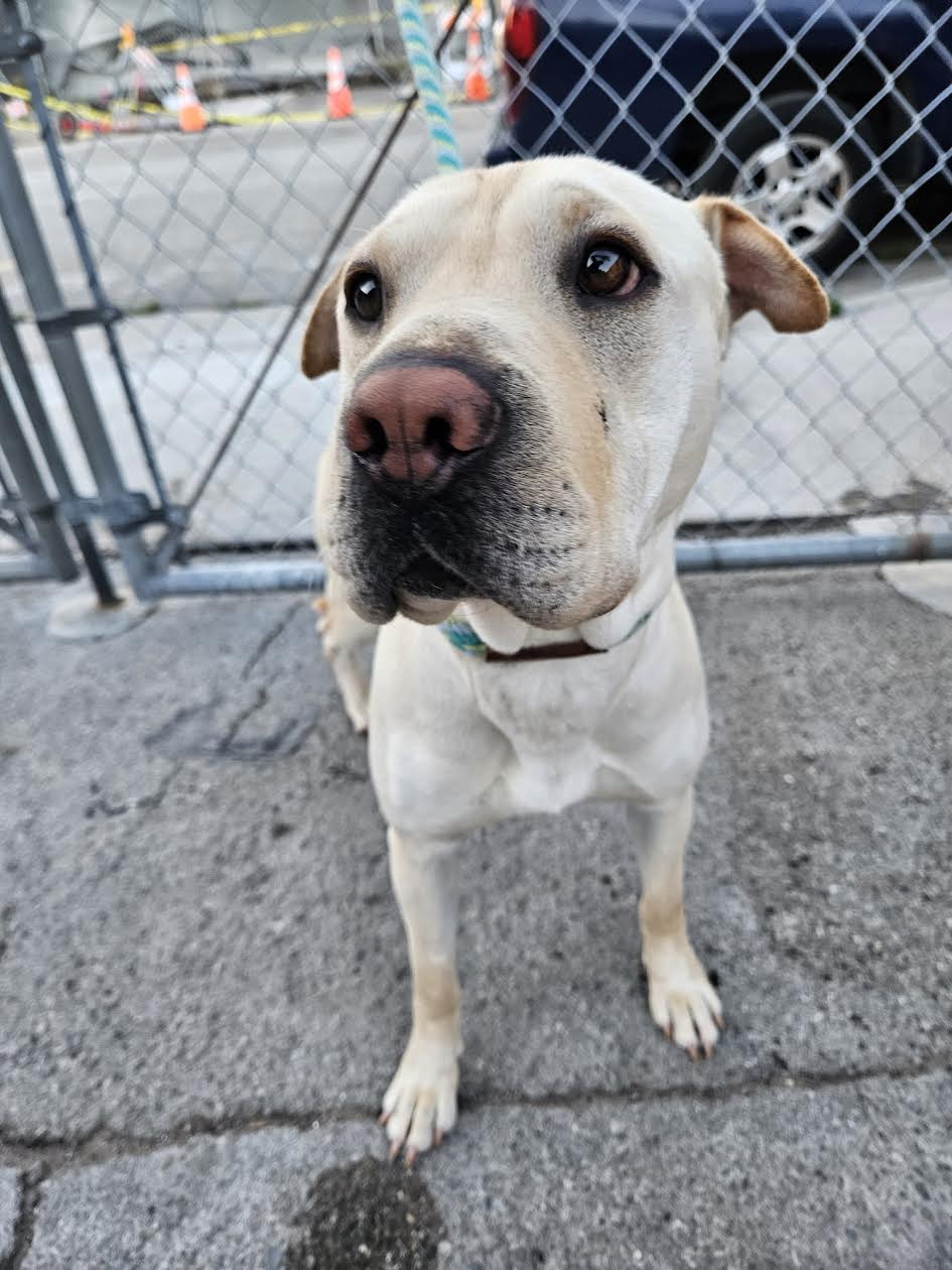 Enlarge Macy, a Adoptable Shar-Pei in Marina del Rey, CA image 4/4