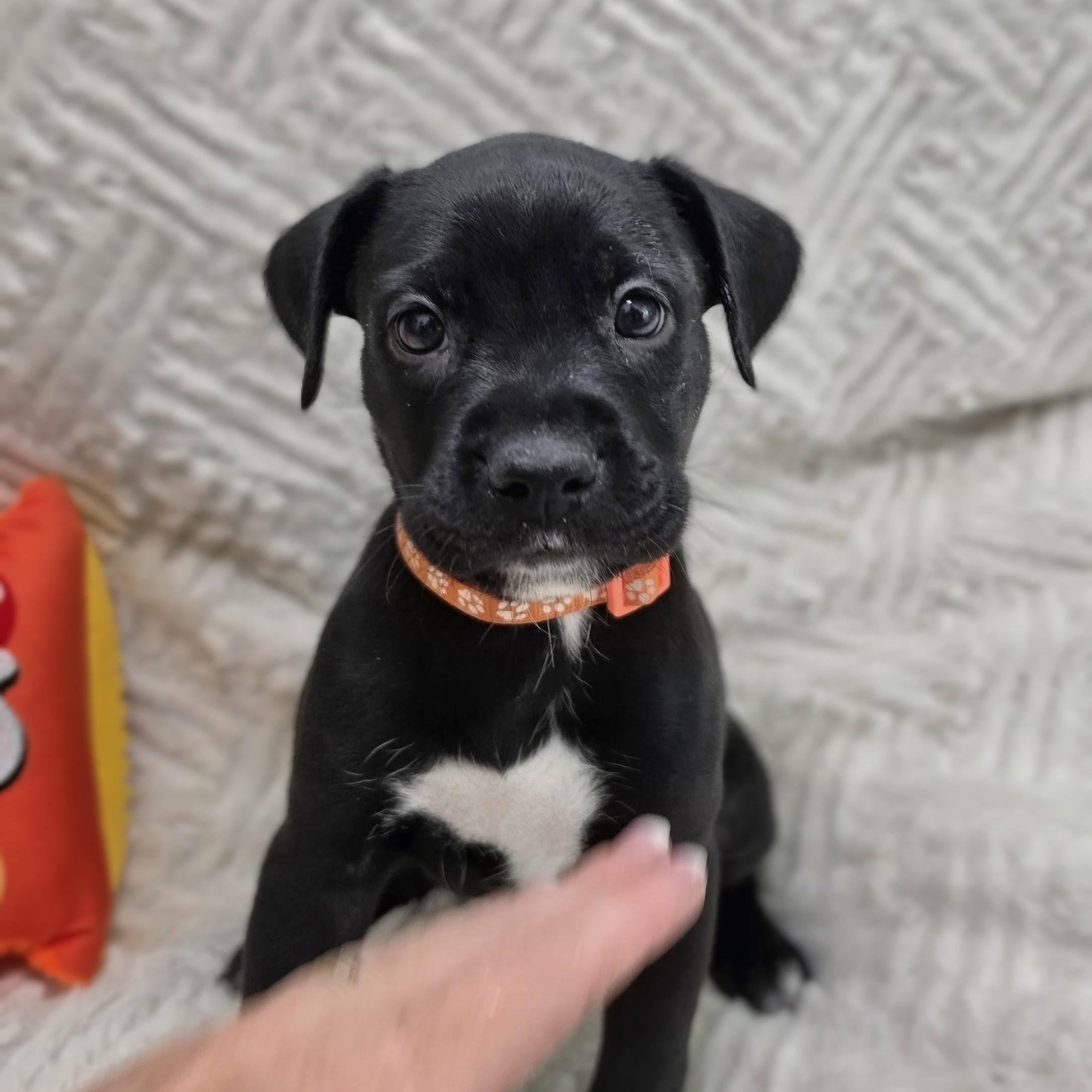 Enlarge Kiva, a Adoptable mixed breed in Lancaster, PA image 4/4