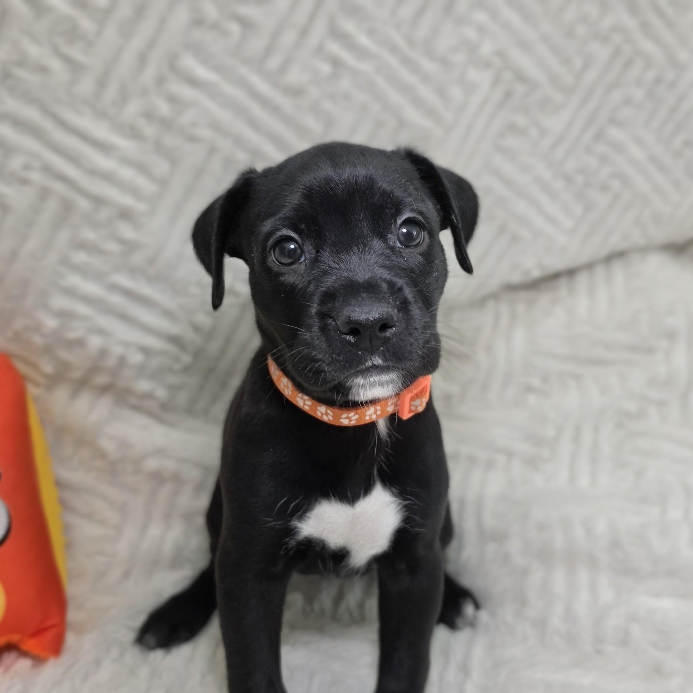 Enlarge Kiva, a Adoptable mixed breed in Lancaster, PA image 2/4