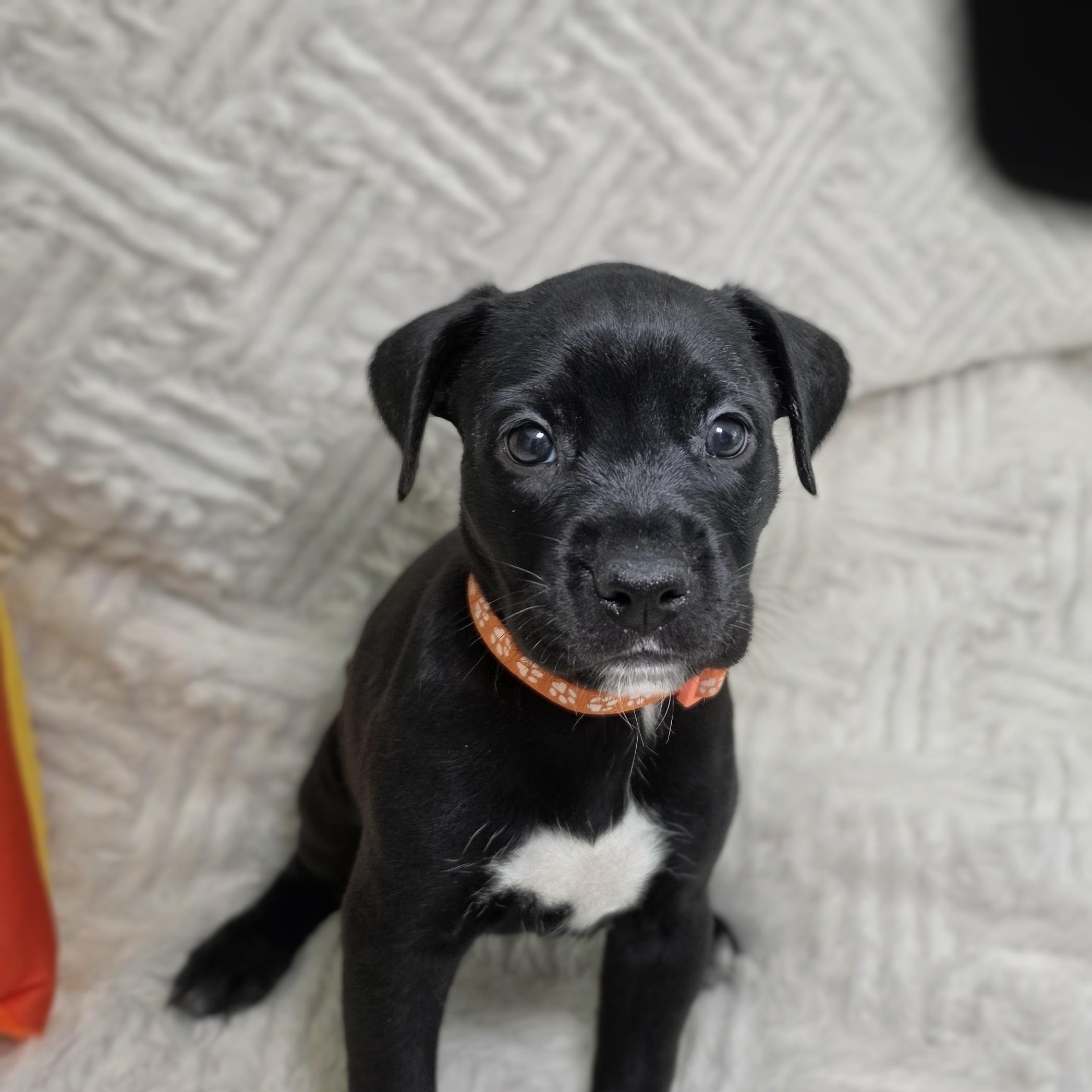 Kiva, Adoptable, Puppy Female Labrador Retriever.