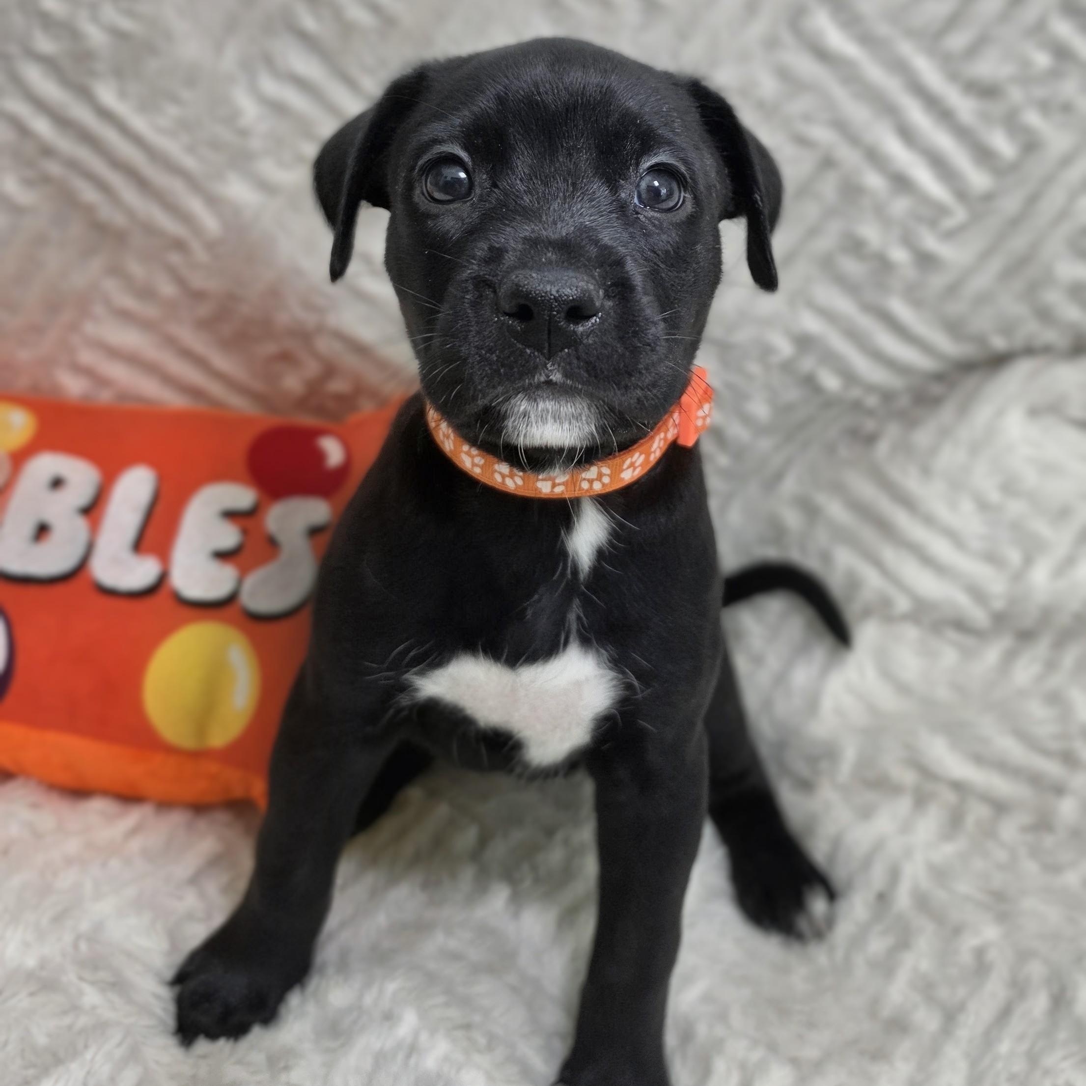 Enlarge Kiva, a Adoptable mixed breed in Lancaster, PA image 3/4