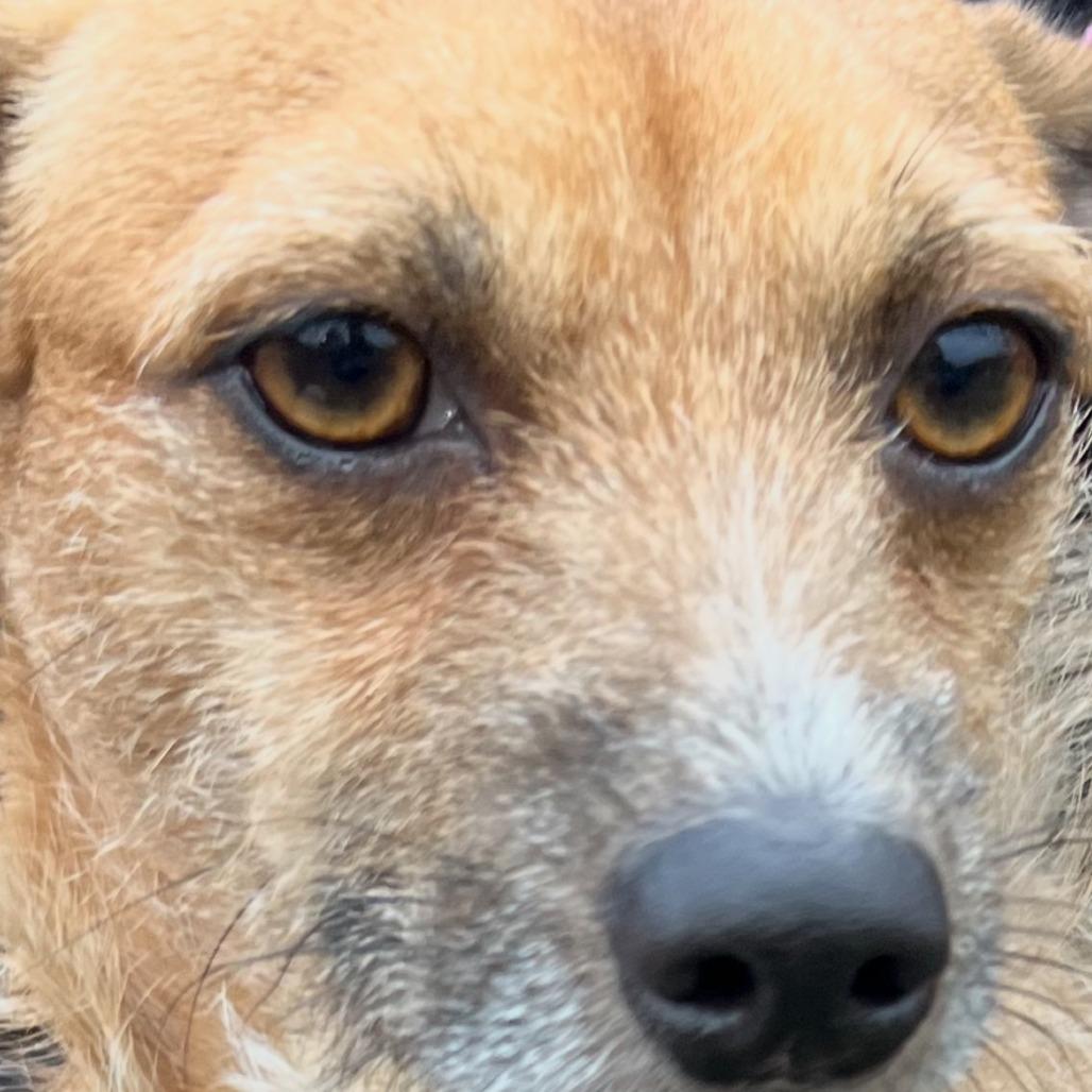 Gizmo, a Adoptable mixed breed in West Islip, NY image 1/5