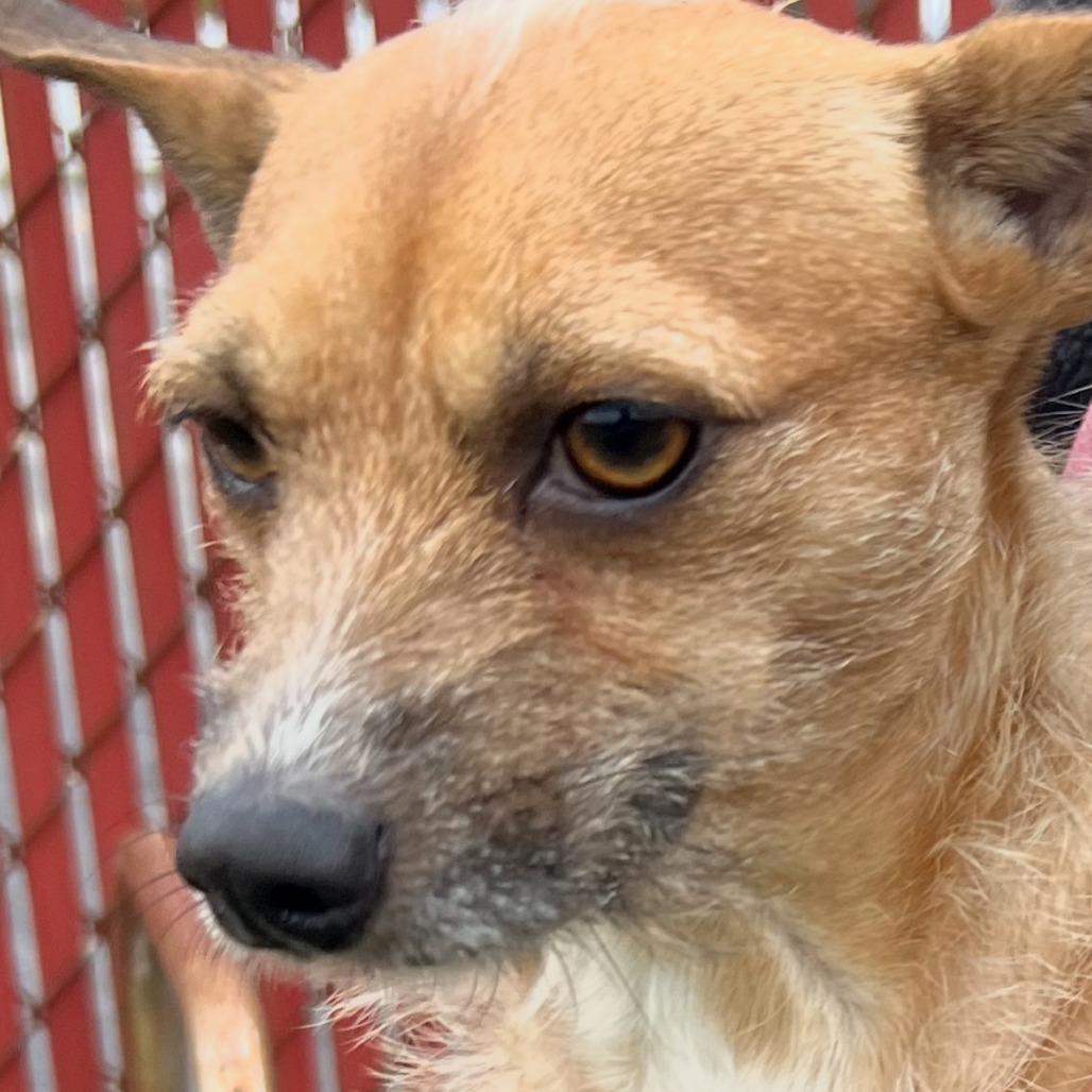 Gizmo, a Adoptable mixed breed in West Islip, NY image 3/6