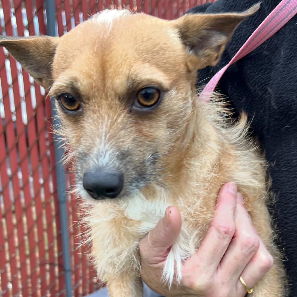 Gizmo, a Adoptable mixed breed in West Islip, NY image 3/5