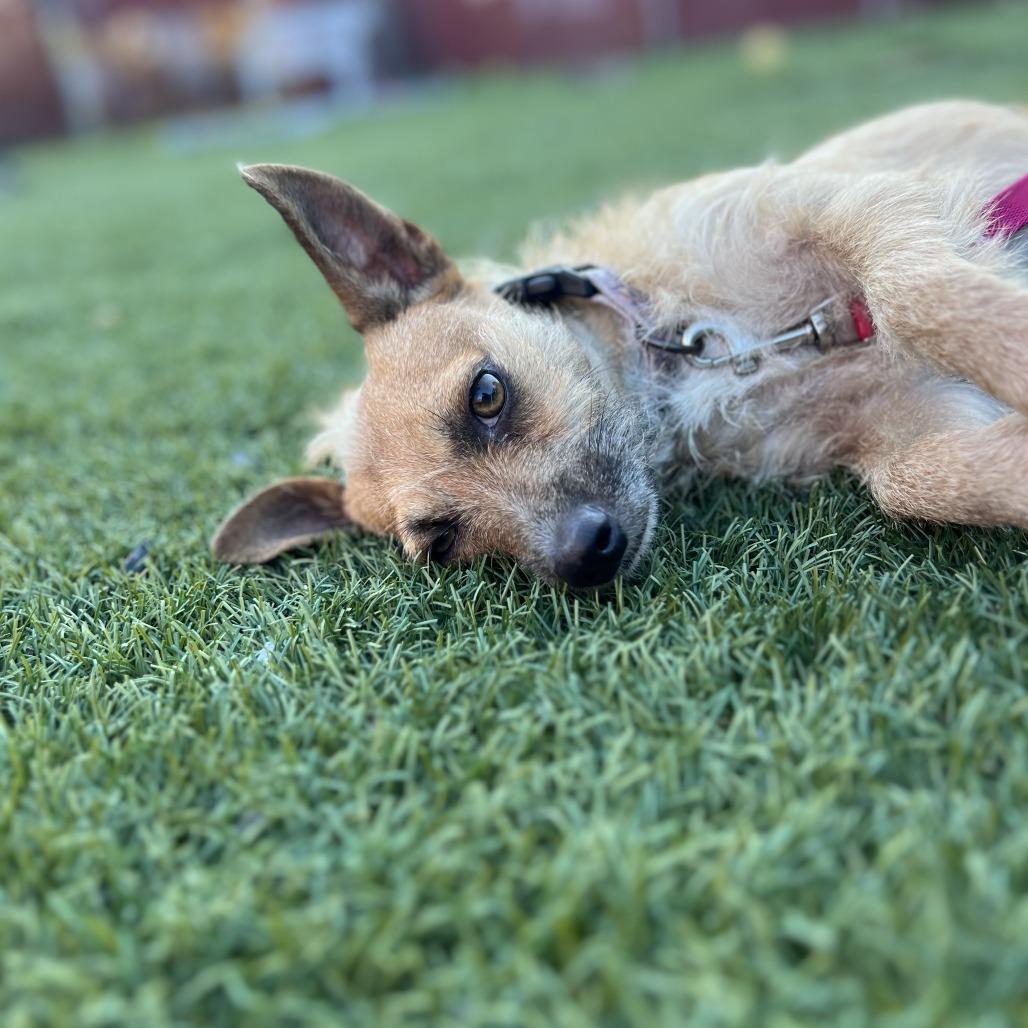 Gizmo, a Adoptable mixed breed in West Islip, NY image 4/5