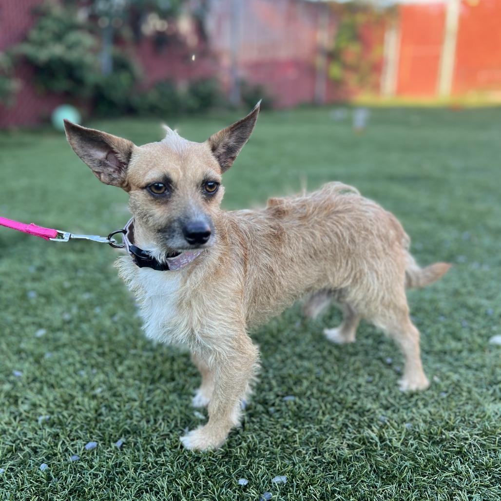 Gizmo, a Adoptable mixed breed in West Islip, NY image 5/5